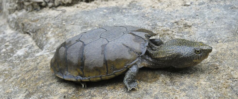 Imagen de una tortuga almizclera aplanada, cortesía del Servicio de Pesca y Vida Silvestre de...