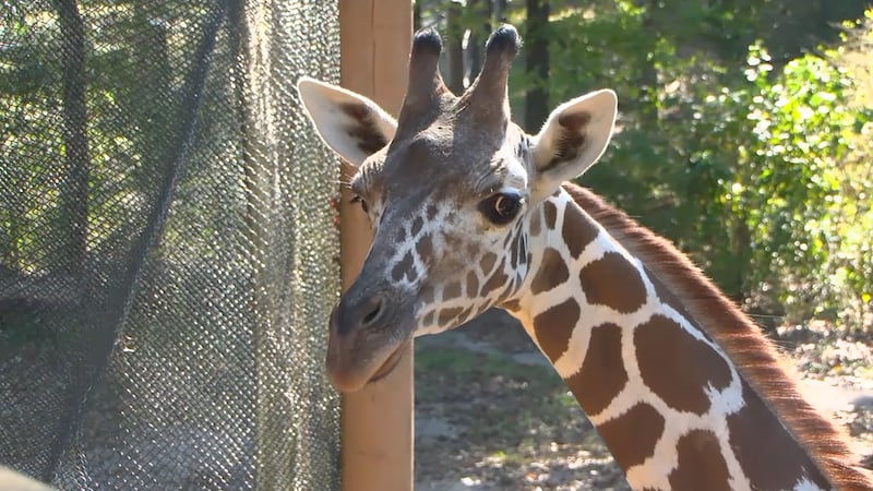 Onduli, the Birmingham Zoo's new giraffe calf