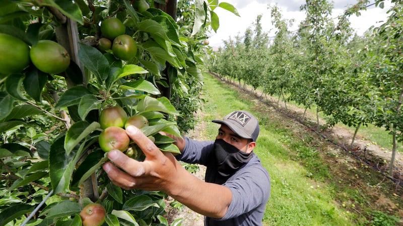 FILE - In this June 16, 2020, file photo, orchard worker Francisco Hernandez reaches to pull...