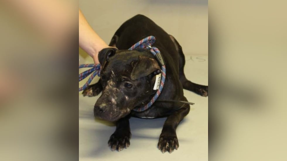 A dog recovered from one of Adams’ properties. Photo was an exhibit in case United States v....
