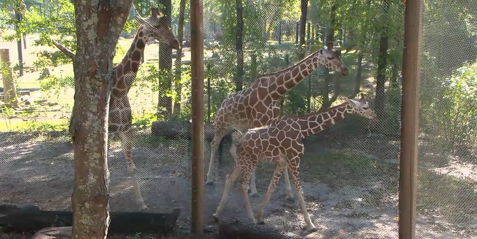 Onduli, la nueva cría de jirafa del Zoológico de Birmingham