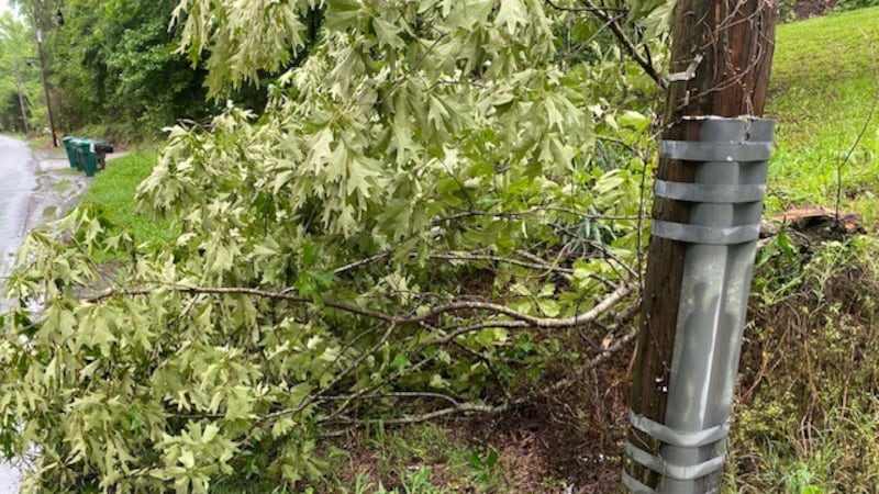 Las fotos muestran un árbol pequeño derribado en Johns Road, en Brookwood, y cables eléctricos...