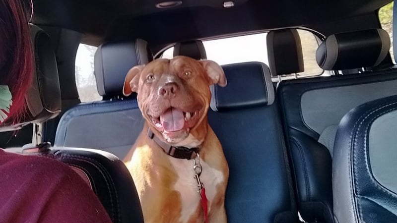 Perro muere en un tiroteo en el que participó un agente de la policía de Bessemer.