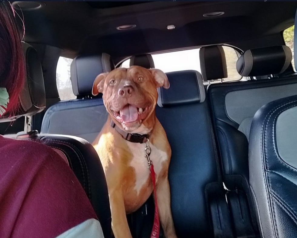 Perro muere en un tiroteo en el que participó un agente de la policía de Bessemer.