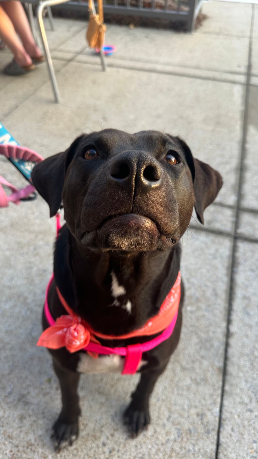 Underdog Rescue of Alabama: Miley