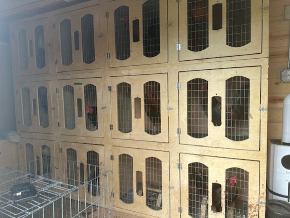 Gallos enjaulados durante el operativo en el condado de Blount, Alabama.