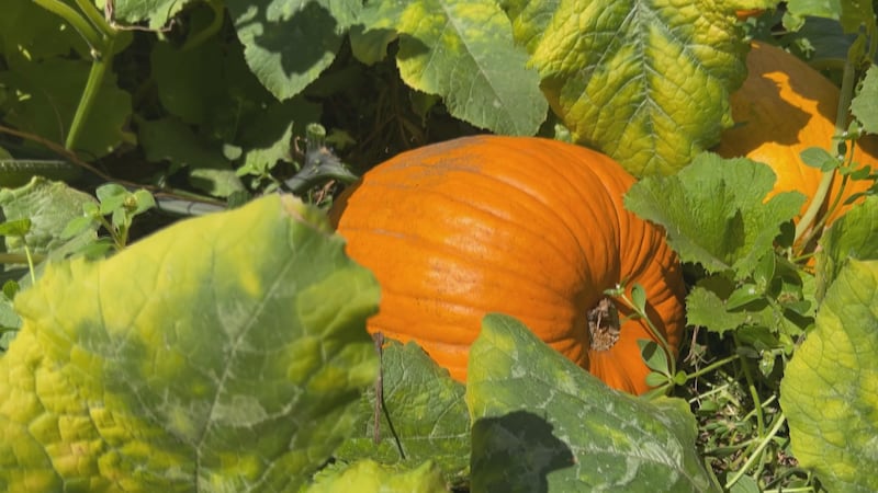 Leon County farm opens ‘U-Pick’ pumpkin patch just in time for fall