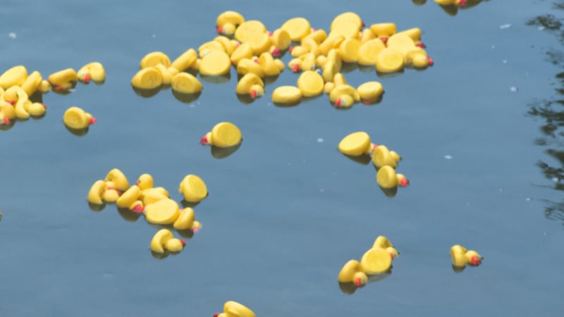 650 rubber ducks floated through Ludlow and down the Black River