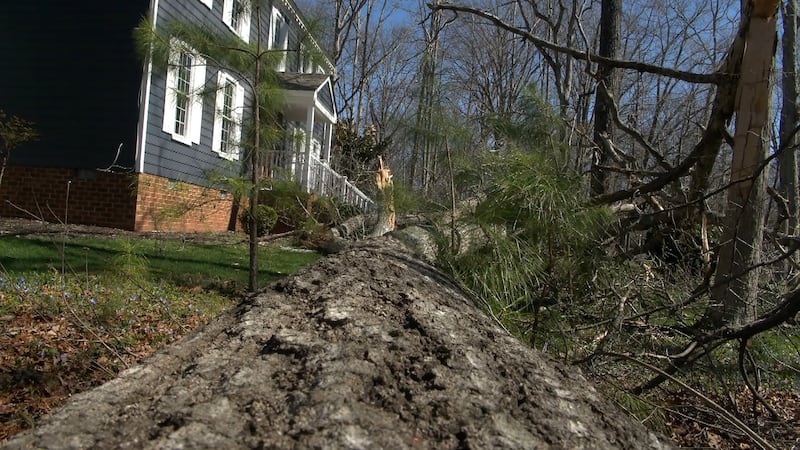 A tree falls in the front yard of a Chesterfield home, hitting the roof as it came down.