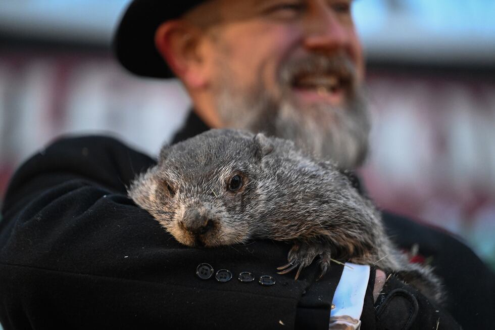 El cuidador del Club de la Marmota, A.J. Dereume, sostiene a Punxsutawney Phil, la marmota que...