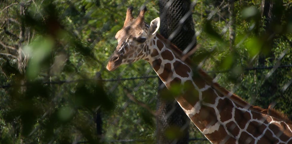 Onduli, la nueva cría de jirafa del Zoológico de Birmingham