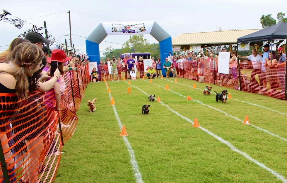 PAW Palooza & Wiener Dog Races