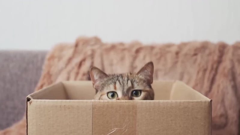 Sigue el frío y no hay que olvidarse de los peludos de la casa. Los consejos para proteger a...