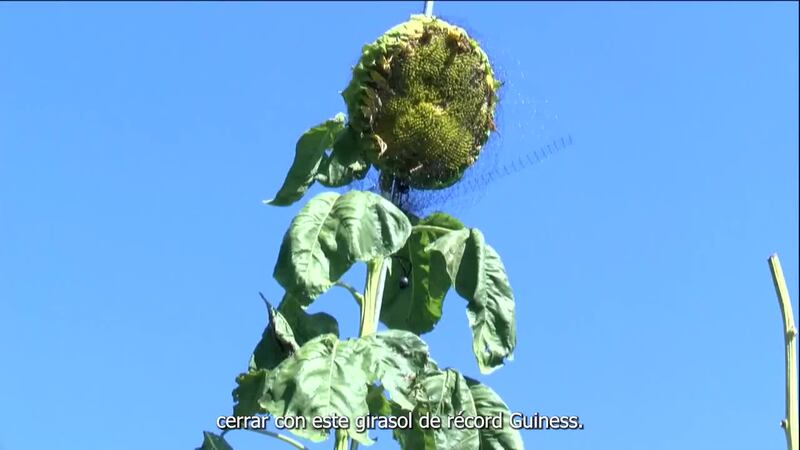 Top 5 con Carlos Figueroa